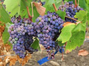Picture of grapes on the vine